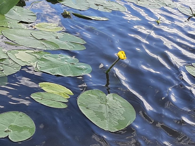  - Rezervația de nuferi Delta Dunării