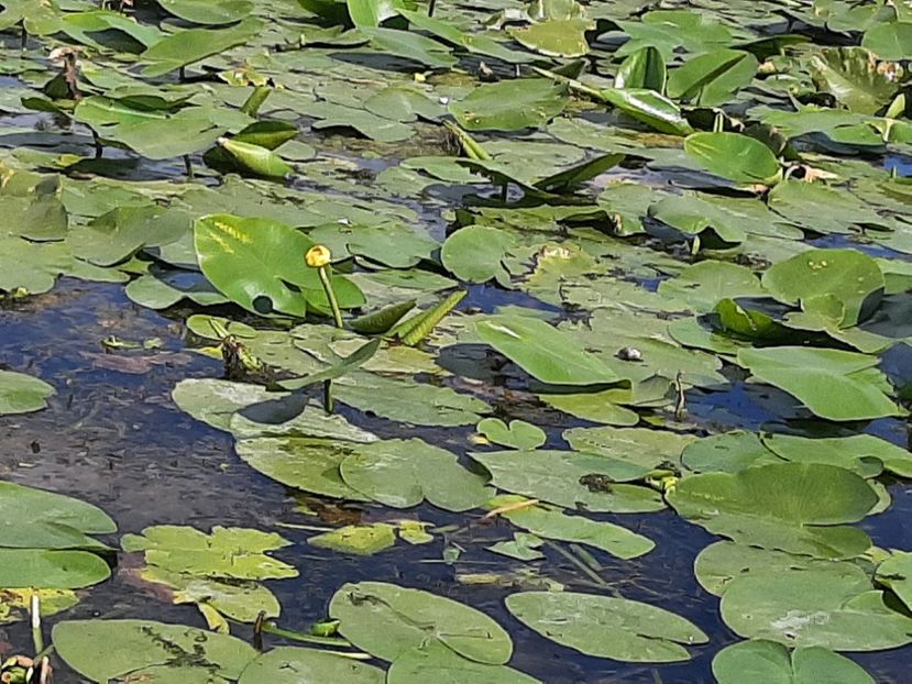  - Rezervația de nuferi Delta Dunării