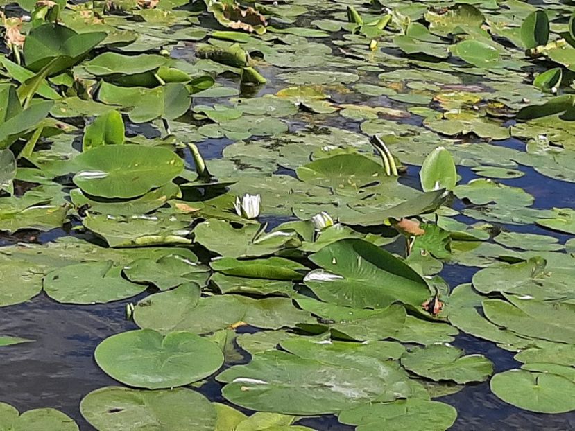  - Rezervația de nuferi Delta Dunării