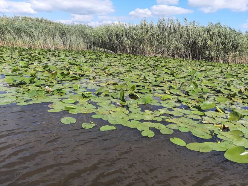  - Rezervația de nuferi Delta Dunării
