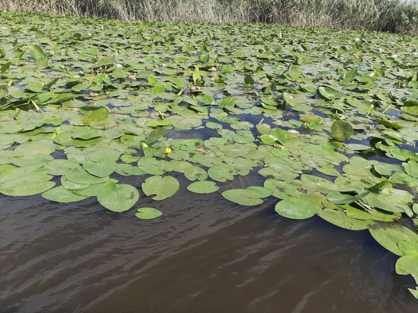  - Rezervația de nuferi Delta Dunării