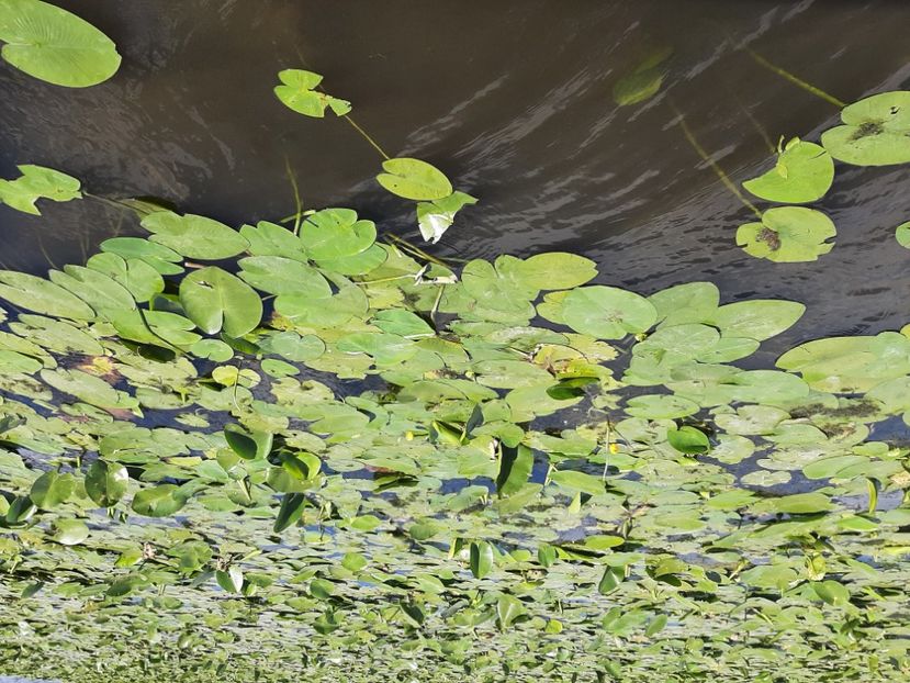  - Rezervația de nuferi Delta Dunării