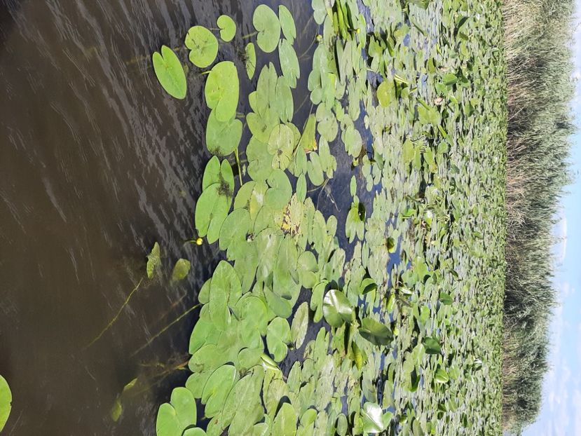  - Rezervația de nuferi Delta Dunării