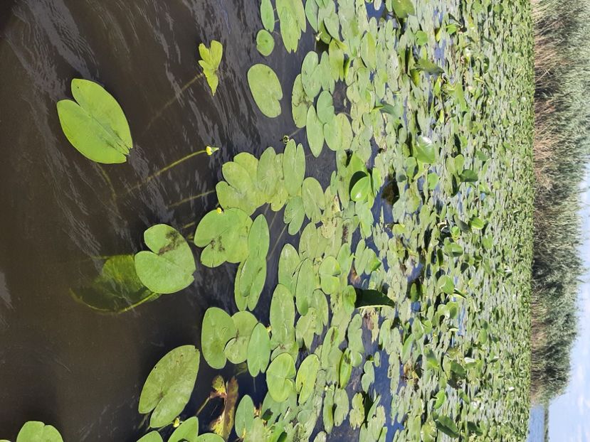  - Rezervația de nuferi Delta Dunării