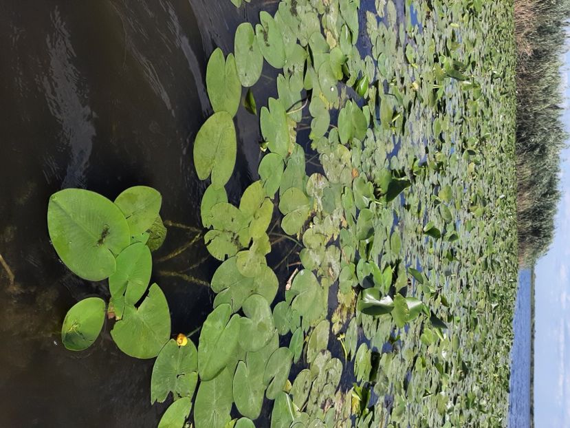  - Rezervația de nuferi Delta Dunării