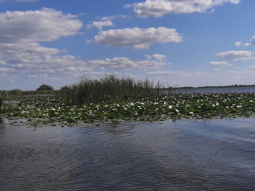  - Rezervația de nuferi Delta Dunării