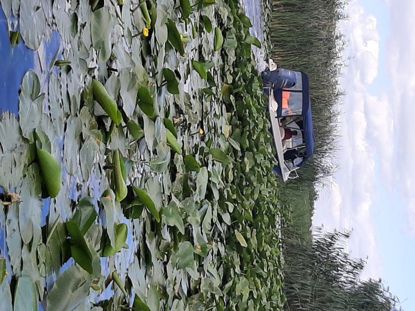  - Murighiol - Brațul Sulina