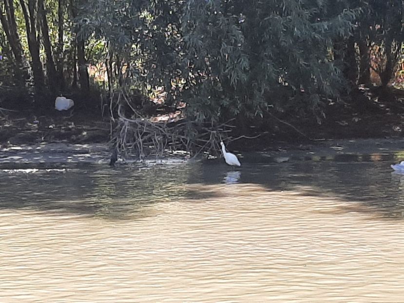  - Murighiol - Brațul Sulina