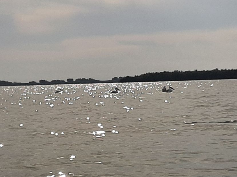  - Murighiol - Pădurea Letea