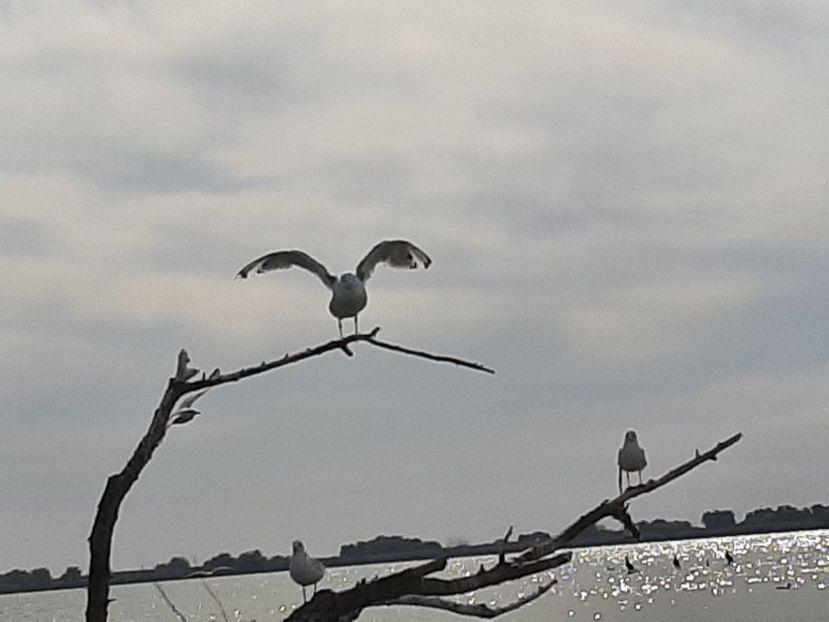  - Murighiol - Pădurea Letea