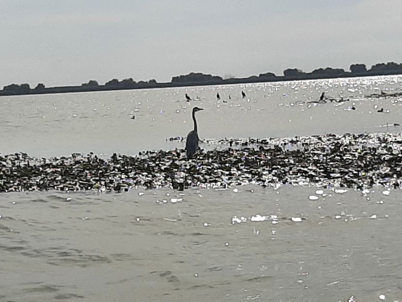  - Murighiol - Pădurea Letea