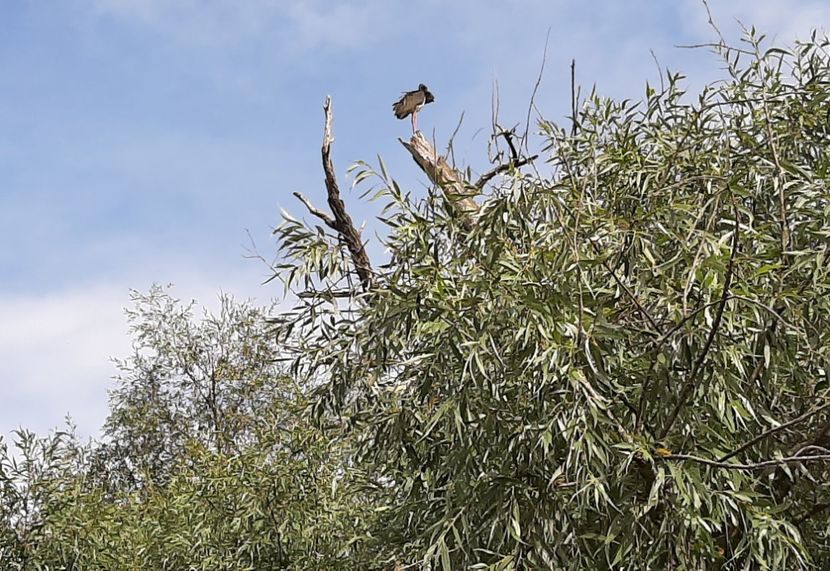  - Murighiol - Pădurea Letea