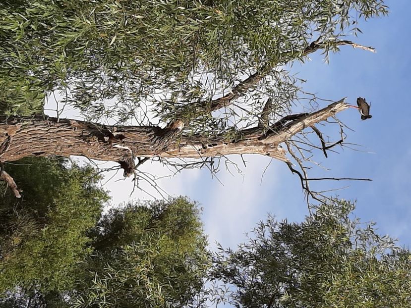  - Murighiol - Pădurea Letea