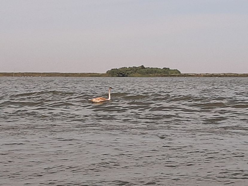  - Murighiol - Pădurea Letea