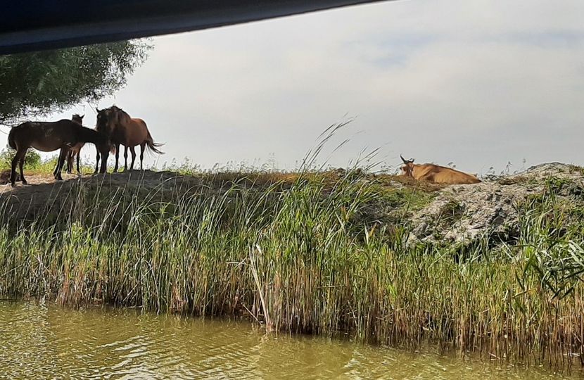  - Murighiol - Pădurea Letea