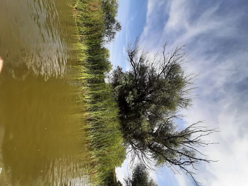  - Murighiol - Pădurea Letea