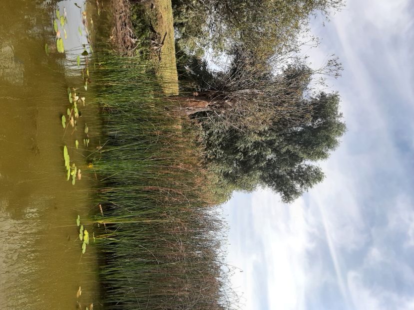  - Murighiol - Pădurea Letea