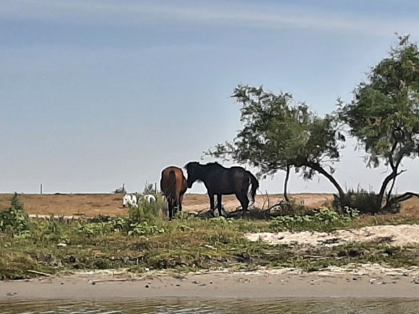  - Murighiol - Pădurea Letea