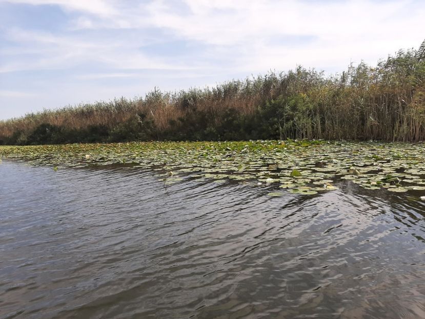  - Murighiol - Pădurea Letea