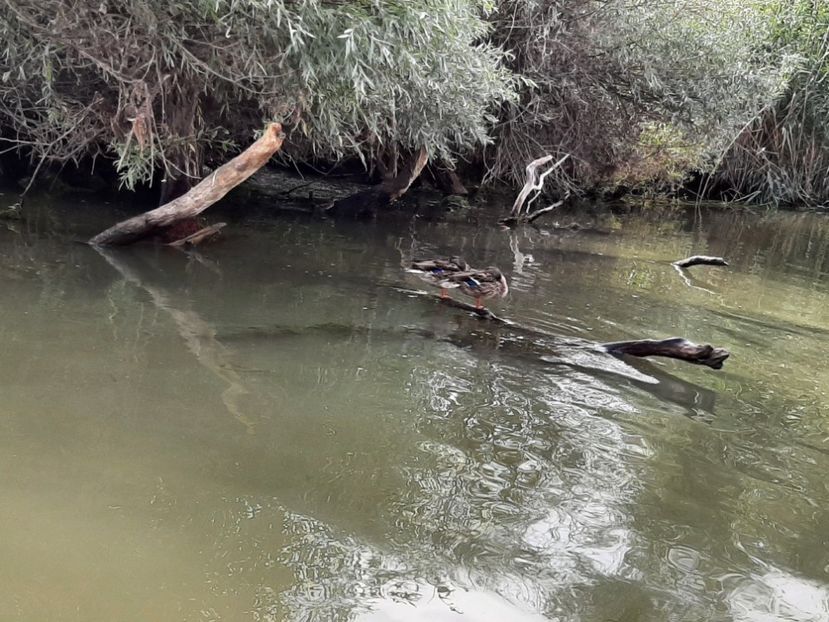  - Murighiol - Pădurea Letea