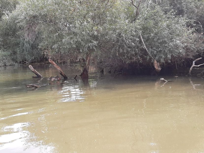  - Murighiol - Pădurea Letea