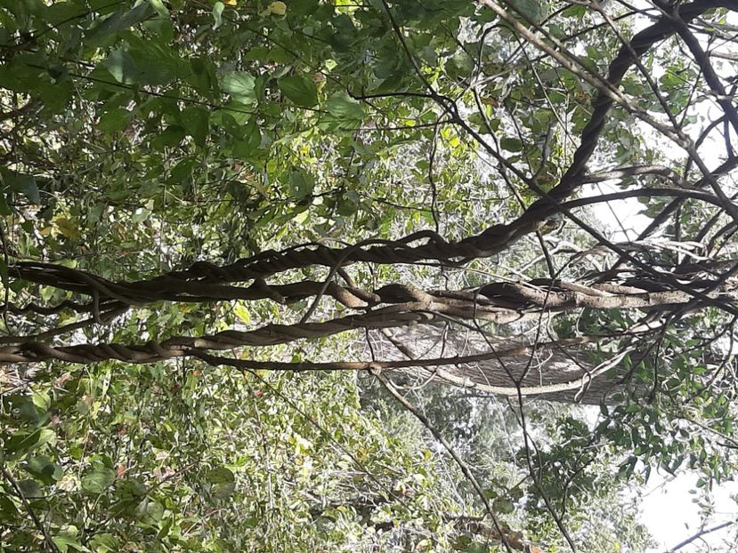  - Murighiol - Pădurea Letea