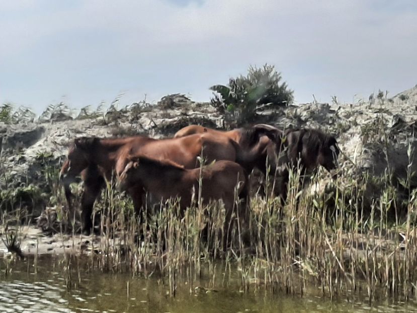  - Murighiol - Pădurea Letea