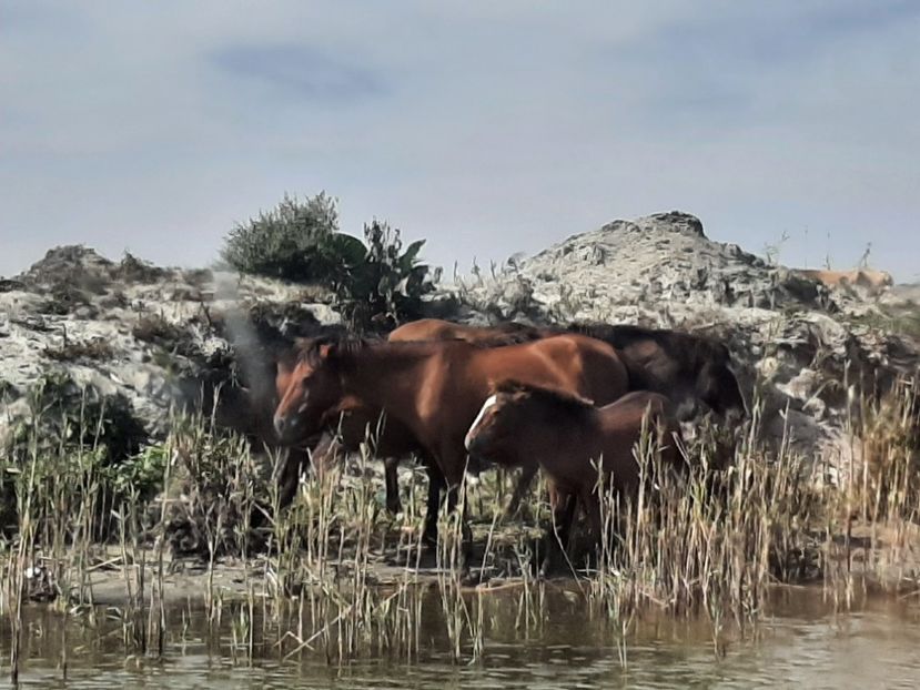  - Murighiol - Pădurea Letea