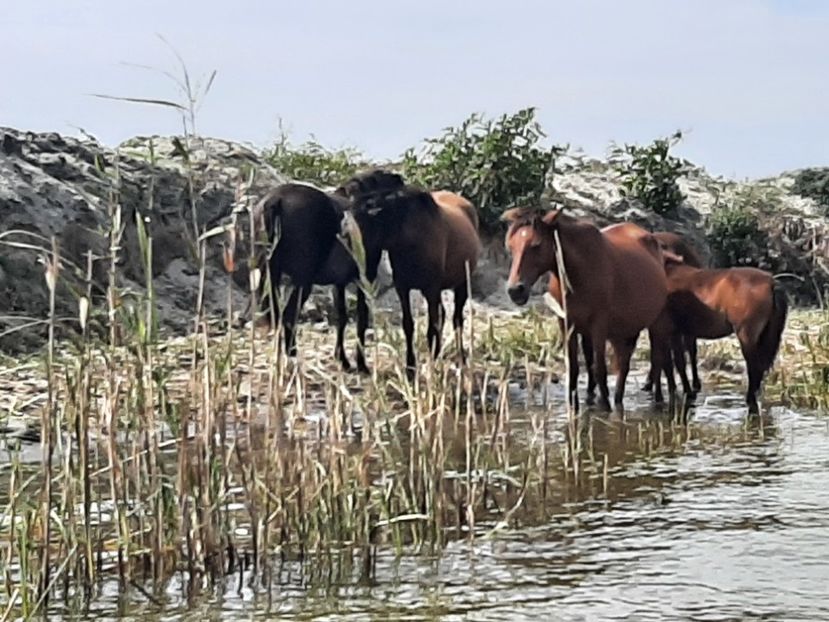  - Murighiol - Pădurea Letea