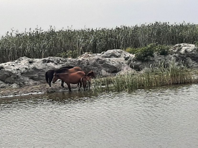  - Murighiol - Pădurea Letea