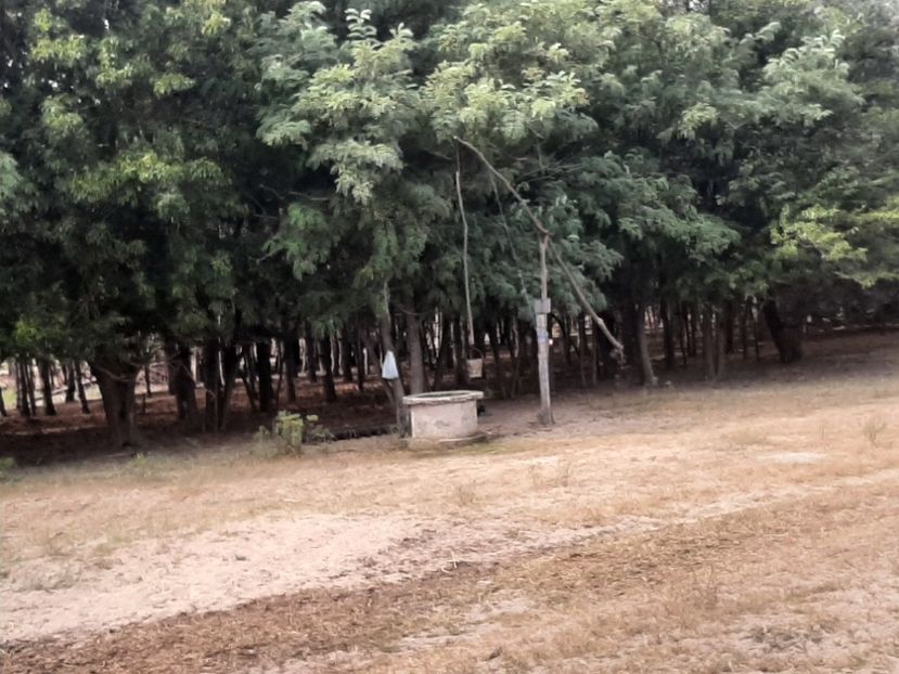  - Murighiol - Pădurea Letea