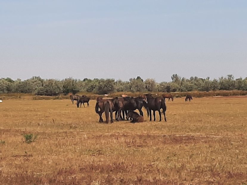  - Murighiol - Pădurea Letea
