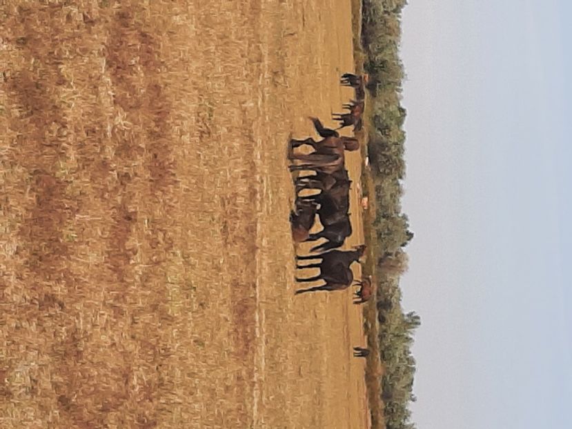  - Murighiol - Pădurea Letea