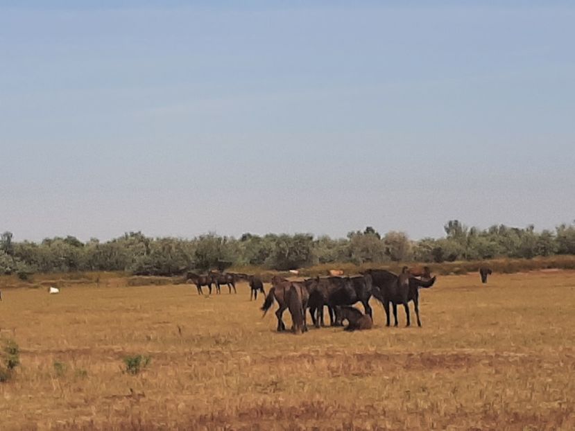  - Murighiol - Pădurea Letea