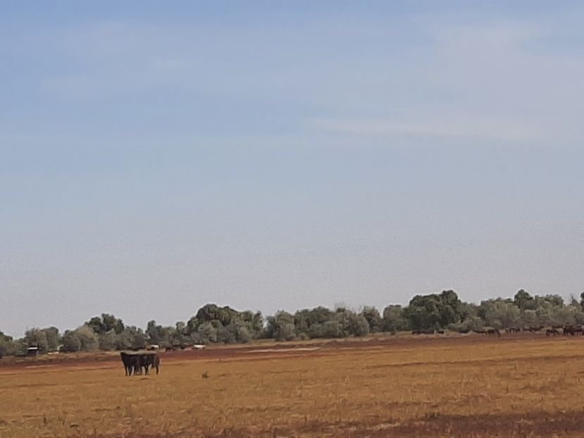  - Murighiol - Pădurea Letea