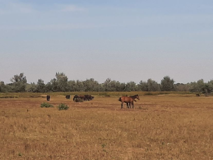  - Murighiol - Pădurea Letea