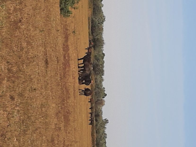  - Murighiol - Pădurea Letea