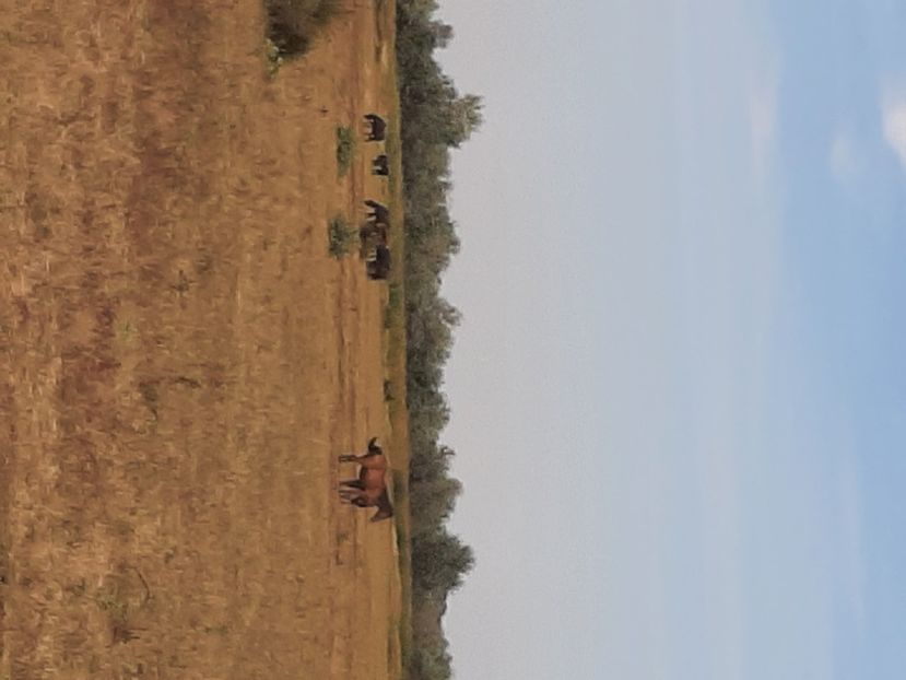  - Murighiol - Pădurea Letea