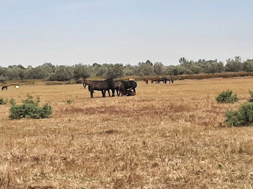  - Murighiol - Pădurea Letea