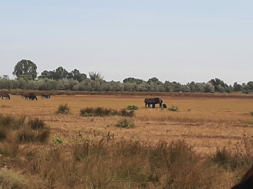  - Murighiol - Pădurea Letea