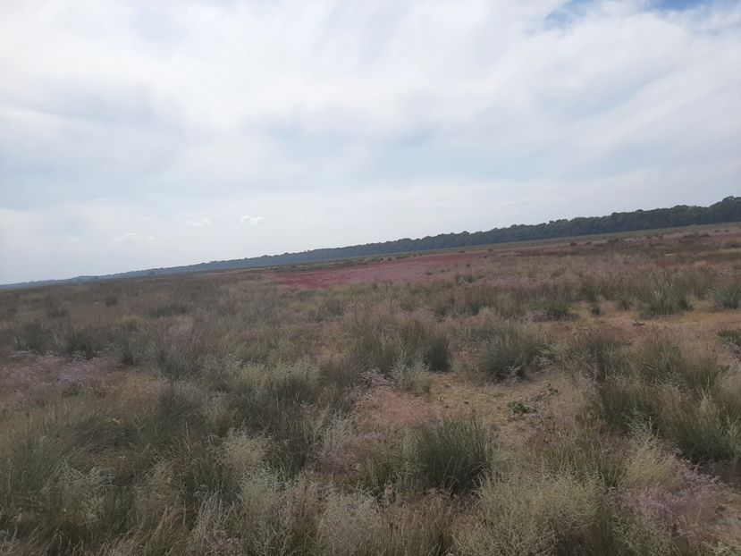  - Murighiol - Pădurea Letea