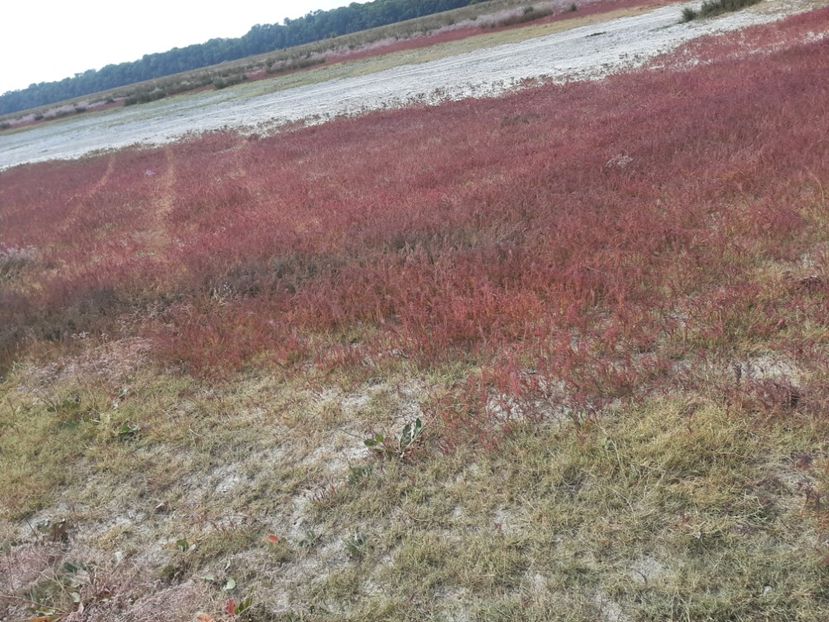  - Murighiol - Pădurea Letea