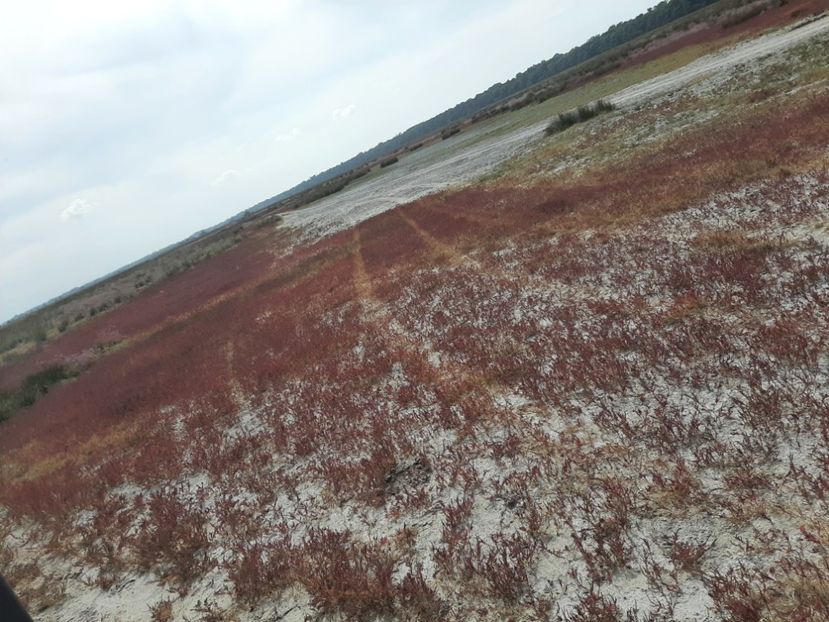  - Murighiol - Pădurea Letea