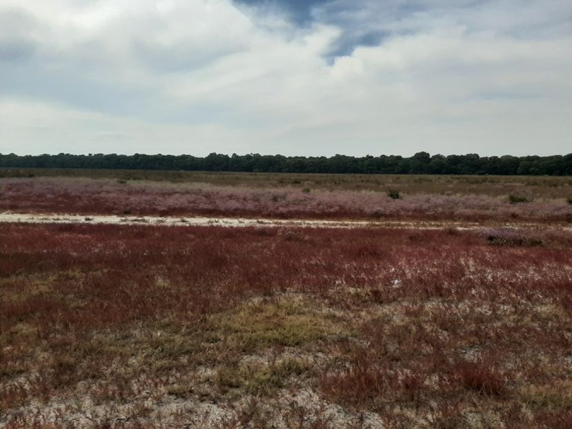  - Murighiol - Pădurea Letea