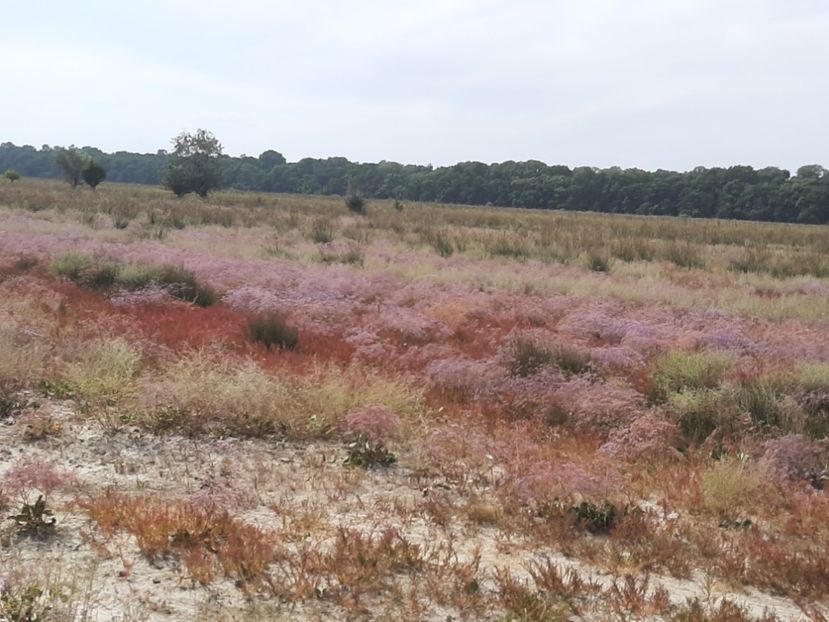  - Murighiol - Pădurea Letea