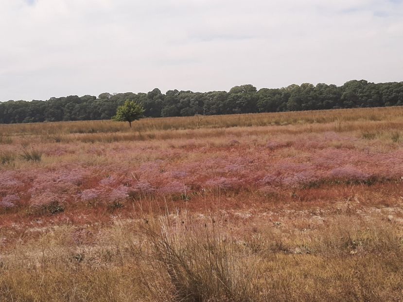  - Murighiol - Pădurea Letea