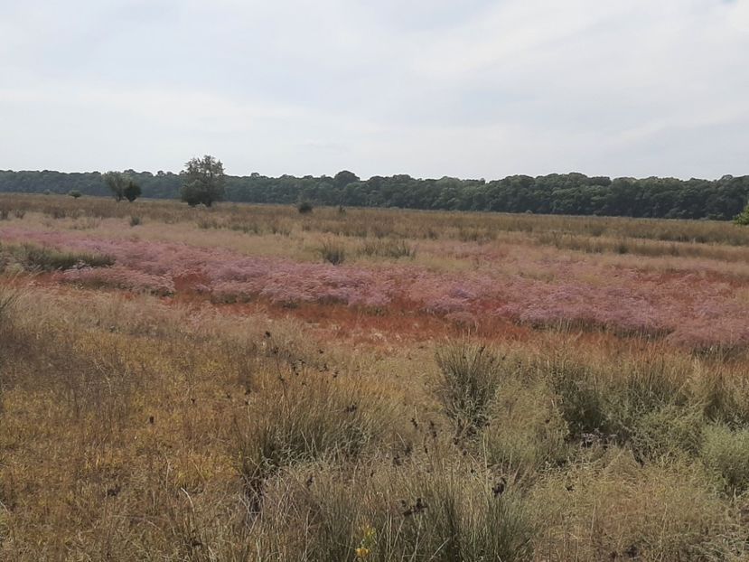  - Murighiol - Pădurea Letea