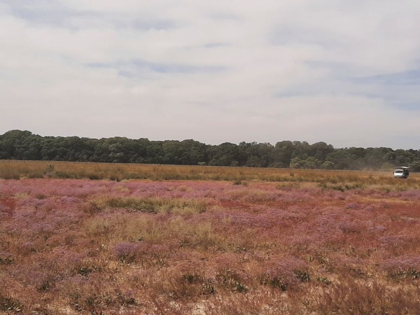  - Murighiol - Pădurea Letea