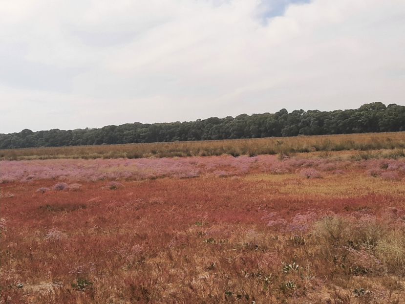  - Murighiol - Pădurea Letea