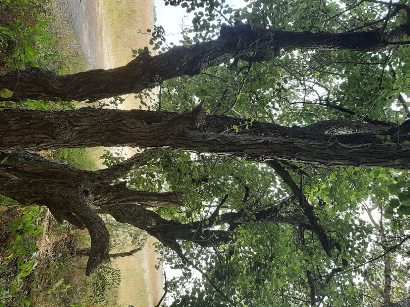  - Murighiol - Pădurea Letea